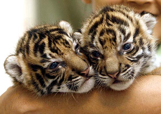 Tigres pequeños - Imagui