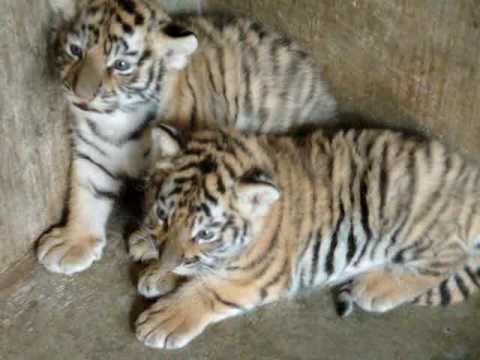 Tigres recién Nacidos ZOO S L P hijos de Tigresa Blanca Junio 2009 ...