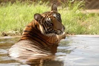 tigres, salvajes | Descargar Fotos gratis