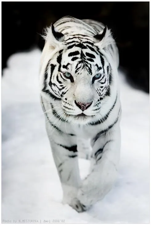 TIGRES | serunserdeluz