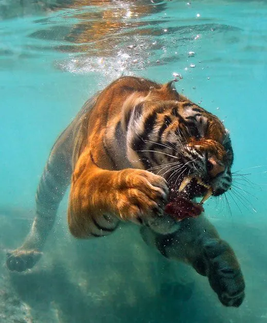 tigres sumergidos A 1080P - Taringa!