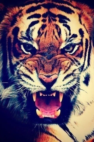 Blablaland, jeux de tchat gratuit ados, Forum / Besoin d'aide pour ...