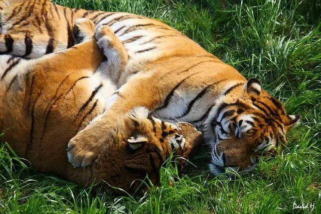 Stik tigres jpg photos on Pinterest