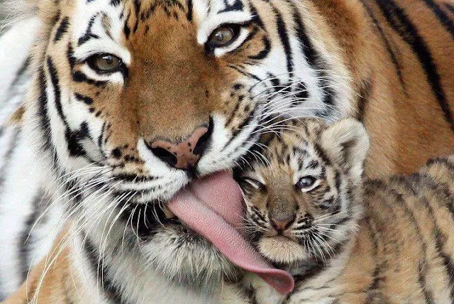 Tigres tiernos - Imagui