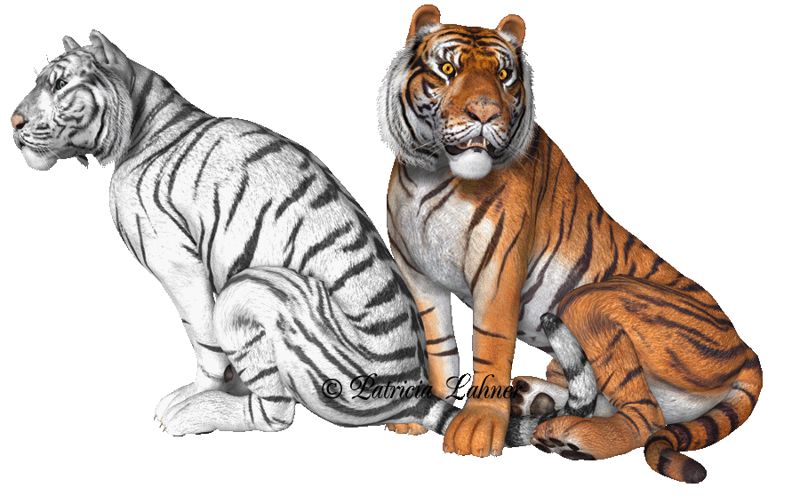 Tigres Tiger