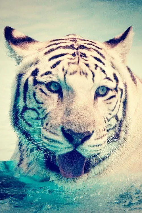 Tigres Tumblr - Imagui