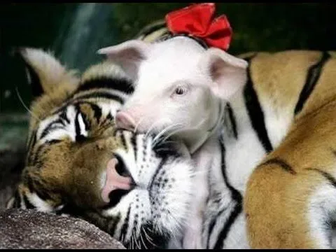 Tigresa adopta cerditos - YouTube