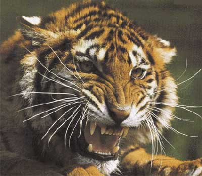 Tigri cinesi maltrattate e malnutrite | PetPassion Blog