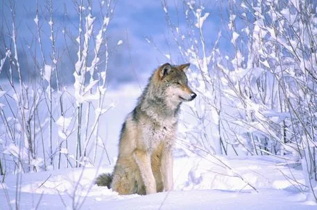 Timber Wolf sitting in the Snow Canis lupus Movie Animal (Utah ...