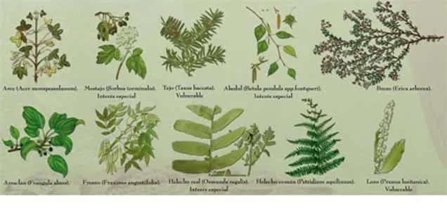 Tipo de arboles hojas - Imagui