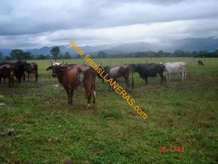 Tipo 1 | Fincas Turisticas