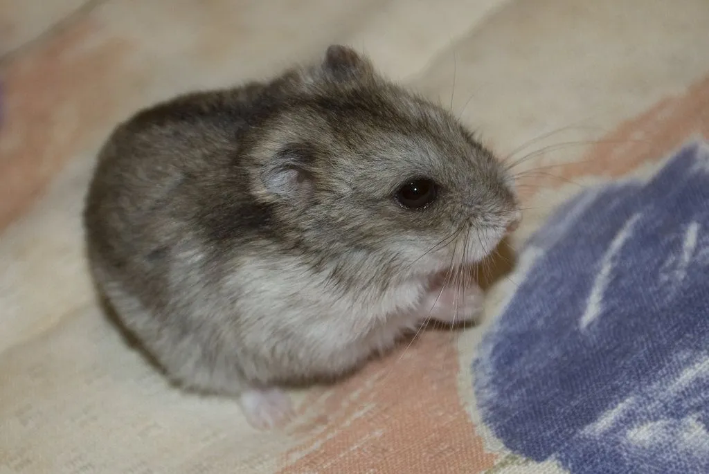 no se que tipo de hamster es mi nene.. | Cuidar de tu mascota es ... no se que tipo de hamster es mi nene.. | Cuidar de tu mascota es ...