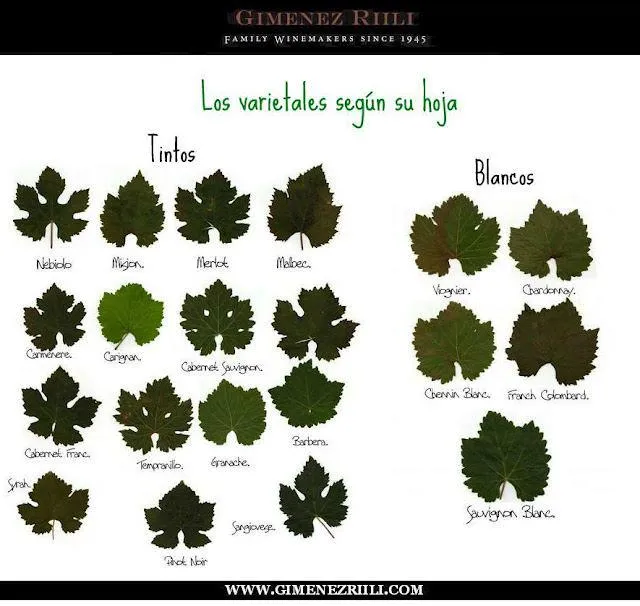 Tipo de hojas por su forma - Imagui