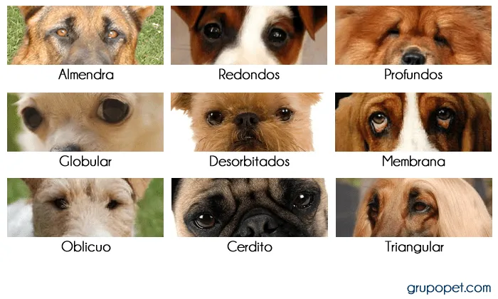 Un universo de mascotas