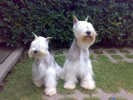 Qué tipo de pelaje tiene un Schnauzer? | PERROSPEDIA