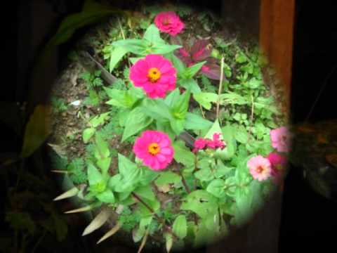 Todo tipo de plantas - YouTube