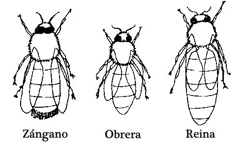 Tipos de abejas: zánganos, obreras y abeja reina | Miel Montes del ... Tipos de abejas: zánganos, obreras y abeja reina | Miel Montes del ...
