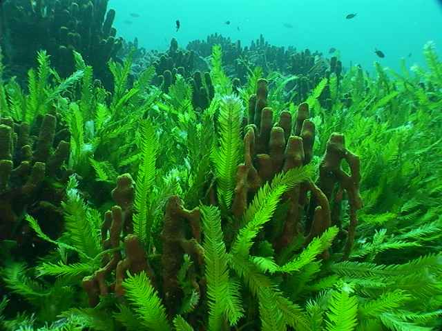 Tipos de algas marinas - Imagui