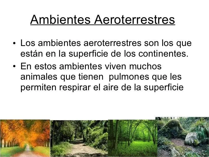 Tipos de ambientes rocio