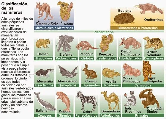 Tipos de animales: Mamíferos