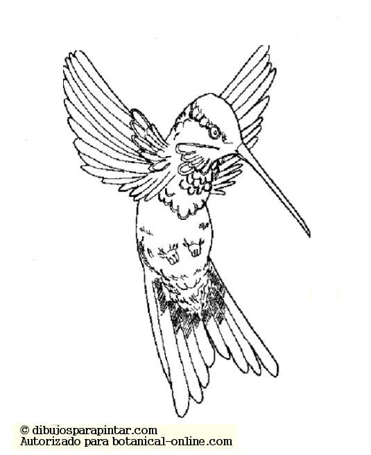 Tipos de animales Vertebrados e Invertebrados – Botanical-online Tipos de animales Vertebrados e Invertebrados – Botanical-online