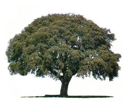 Clases de arboles con sus nombres - Imagui