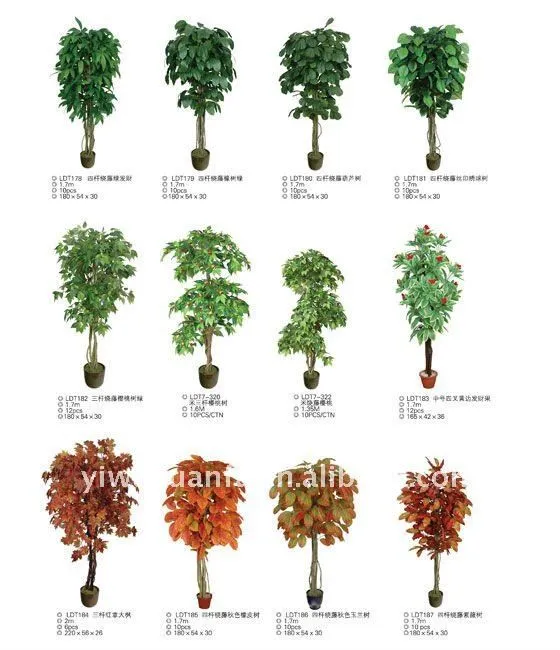 Tipos de arboles nombres - Imagui