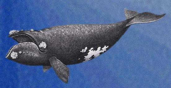 Cuántos tipos de ballenas hay? - Blogcurioso