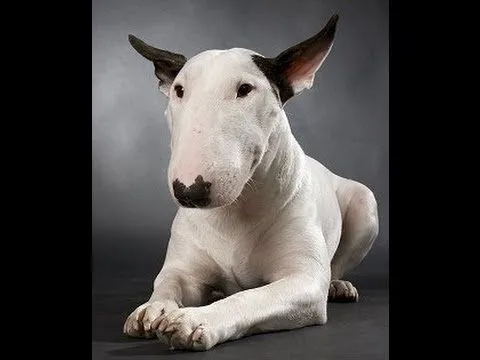 Sobre los tipos de Bull Terrier - YouTube