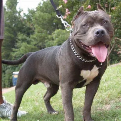 Perros pitbull y sus cortes de orejas - Imagui