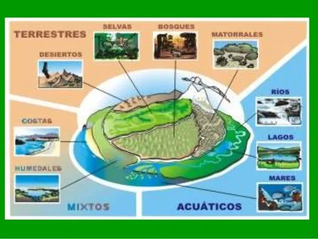 tipos-de-ecosistemas-en-el- ...
