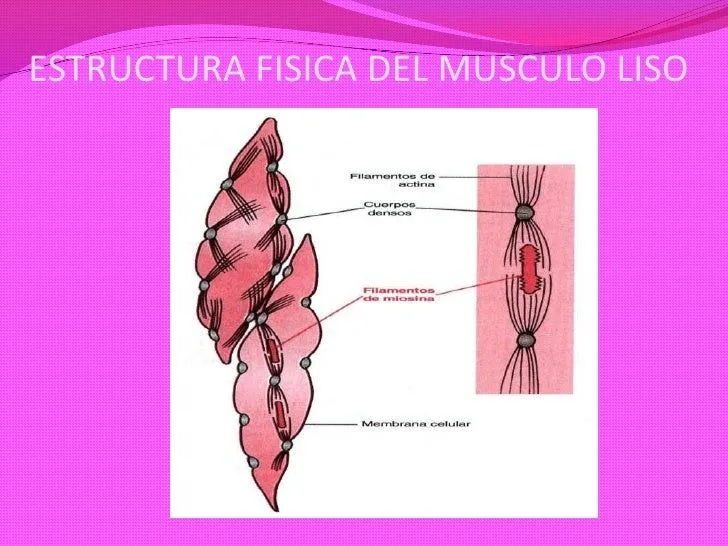 tipos-de-musculo-liso-3-728. ...