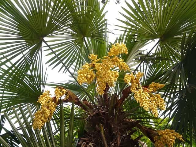 Tipos-de-palmeras-1.jpg