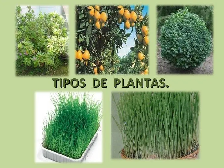 Tipos de plantas