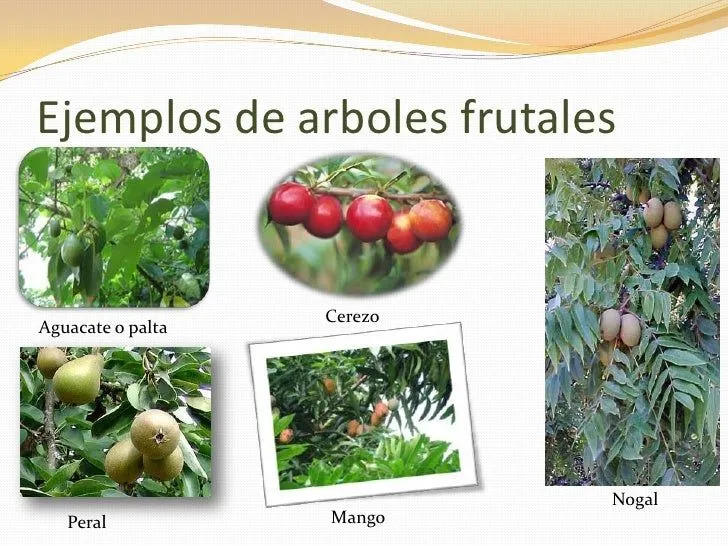 tipos-de-plantas-blog-7-728. ...