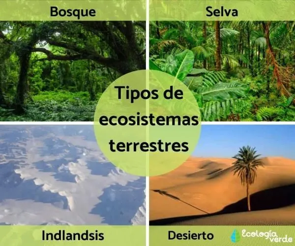 Tipos de ecosistemas terrestres y ejemplos - Características y FOTOS |  Tipos de ecosistemas, Ecosistemas, Ecosistema terrestre y acuatico