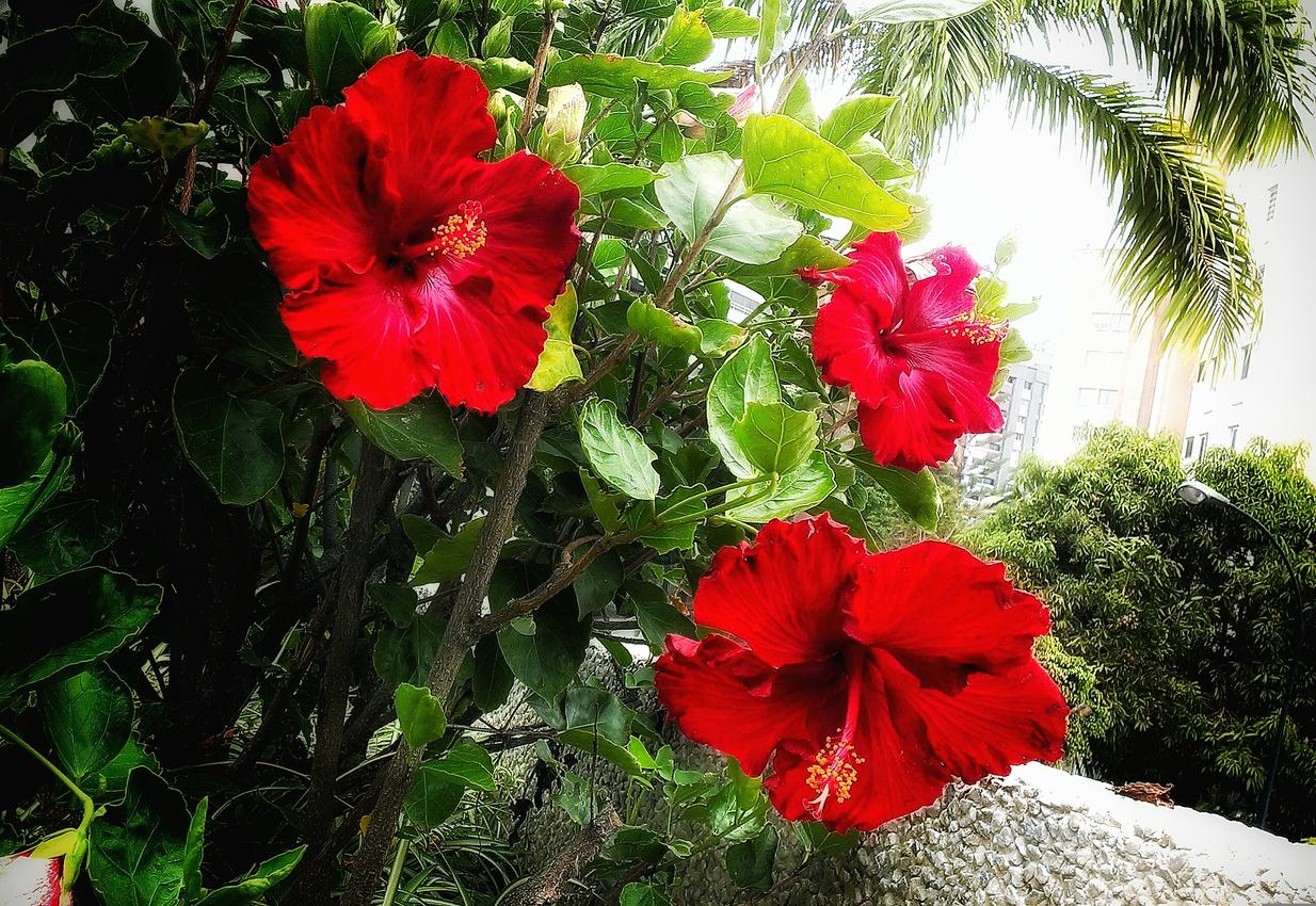 Tipos de flor de Jamaica - Características, usos y nombres Tipos de flor de Jamaica - Características, usos y nombres