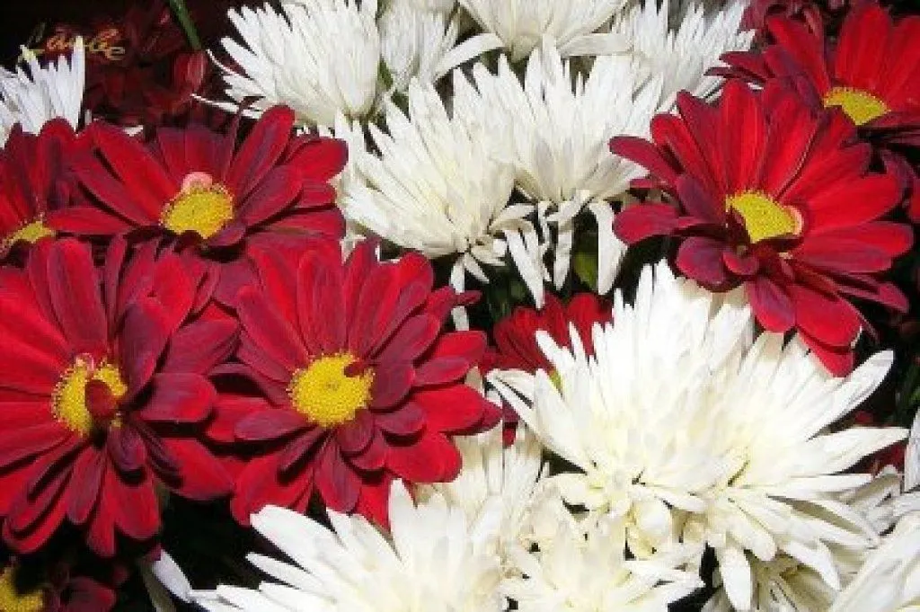 tipos de flores (2) | Cuidar de tus plantas es facilisimo. tipos de flores (2) | Cuidar de tus plantas es facilisimo.