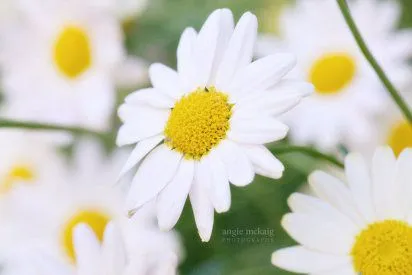 tipos de flores blancas | Cuidar de tus plantas es facilisimo.com tipos de flores blancas | Cuidar de tus plantas es facilisimo.com