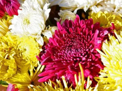 Tipos de flores | Cuidar de tus plantas es facilisimo.com Tipos de flores | Cuidar de tus plantas es facilisimo.com