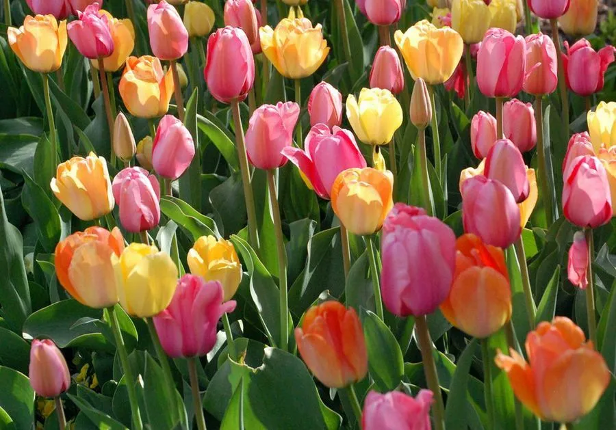 Cuántos tipos de flores hay? | Plantas Cuántos tipos de flores hay? | Plantas