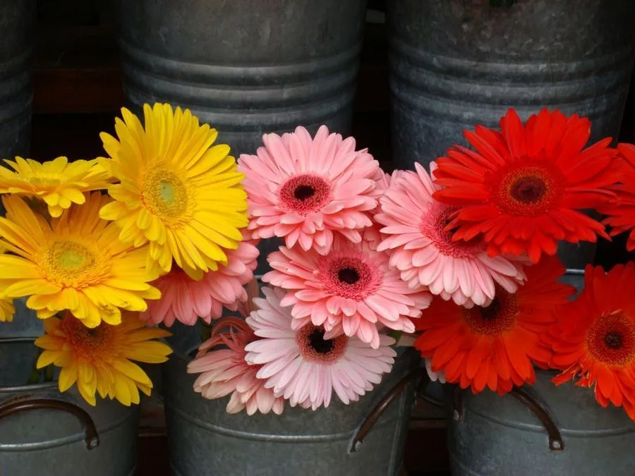 Cuántos tipos de flores hay? | Plantas Cuántos tipos de flores hay? | Plantas