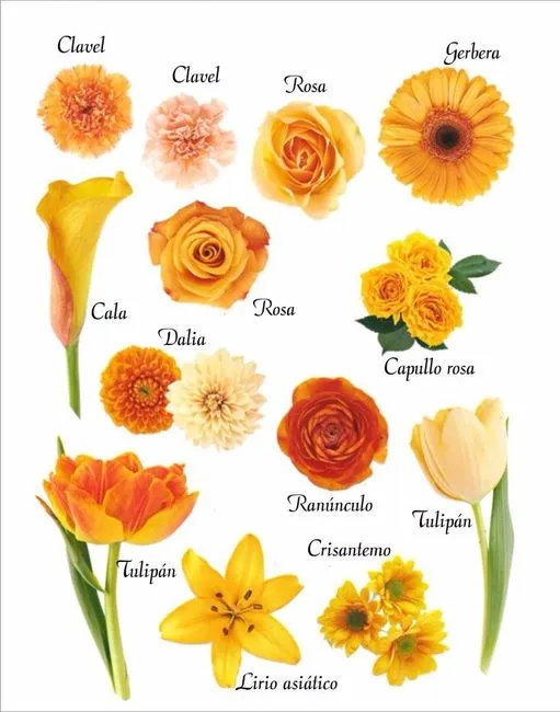 Tipos de flores: naranja Tipos de flores: naranja