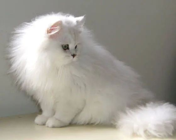 Tipos de gatos - Tipos De