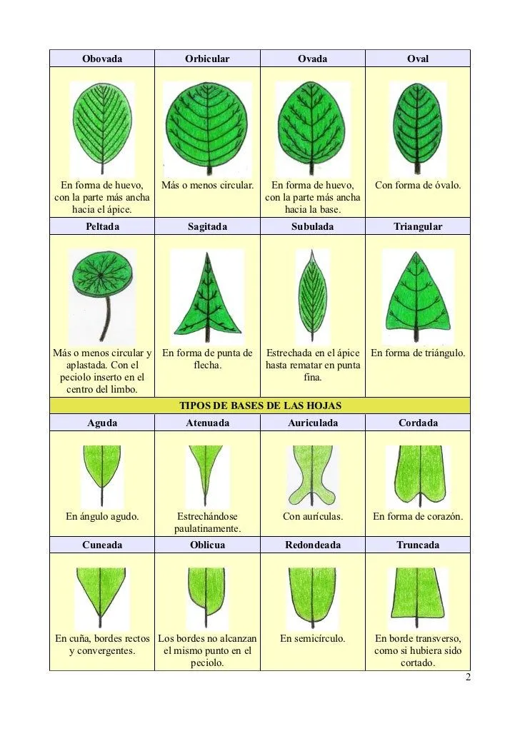 Tipos de hojas