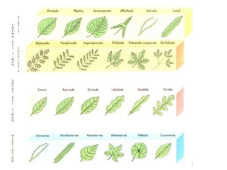 Tipos de Hojas de Arboles images