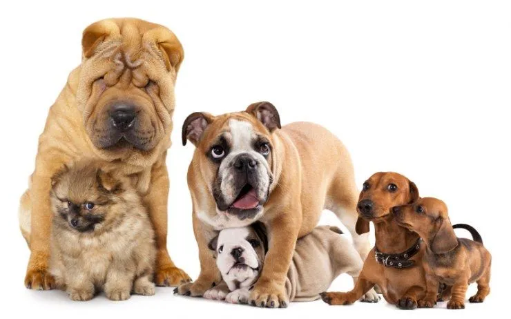 Tipos de manto en los perros | Blog | Mascotea Tipos de manto en los perros | Blog | Mascotea