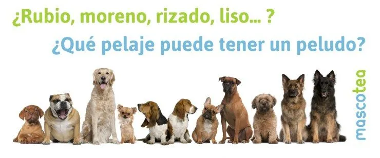 Tipos de manto en los perros | Blog | Mascotea Tipos de manto en los perros | Blog | Mascotea