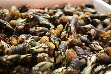 Cuáles son los tipos de marisco de Galicia más consumidos? - Cosas ... Cuáles son los tipos de marisco de Galicia más consumidos? - Cosas ...