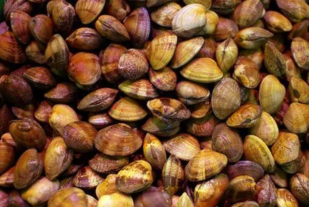 Cuáles son los tipos de marisco de Galicia más consumidos? - Cosas ...